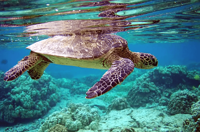 Day 6 – Yala ➜ Galle ➜ Bentota image 2